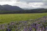 In de lente bloeiende lupines in Mýrdal met een schitterend uitzicht op de omgeving