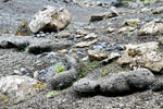 Stenen, grind, lava de tekenen van het einde van onze wandeling bij Selvellir