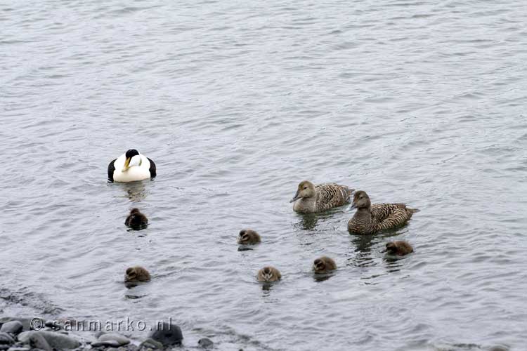 Eidereenden (Somateria mollissima) in het Jökulsárlón gletsjermeer in IJsland