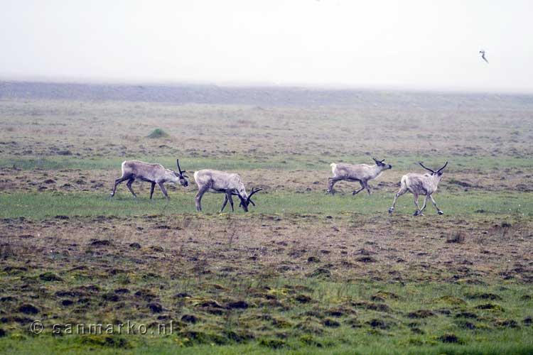 Onderweg bij Höfn zien we rendieren langs de weg in IJsland