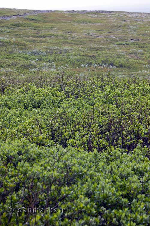 Uitzicht vanaf het wandelpad op Skaftafellsheiði in Skaftafell in IJsland