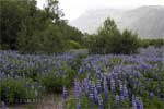 Bloeiende Lupines in het Bæjarstaðarskógur bos in Skaftafell