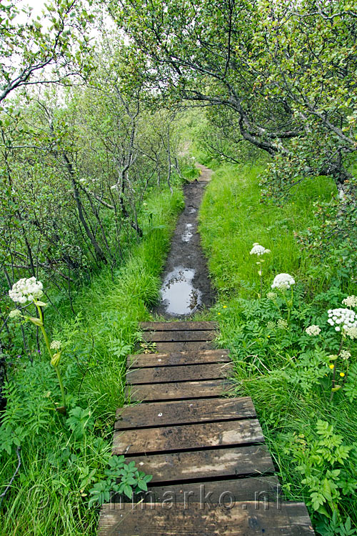 Wandelen over het wandelpad Sjónarnípa in Skaftafell NP in IJsland