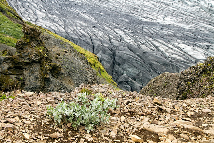 Gele bloemetjes voor de grillige contouren van Skaftafellsjökull in IJsland