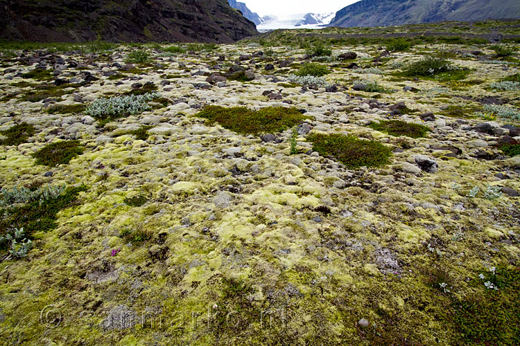 Uitzicht vanaf de parkeerplaats over de morenen en de Skaftafellsjökull