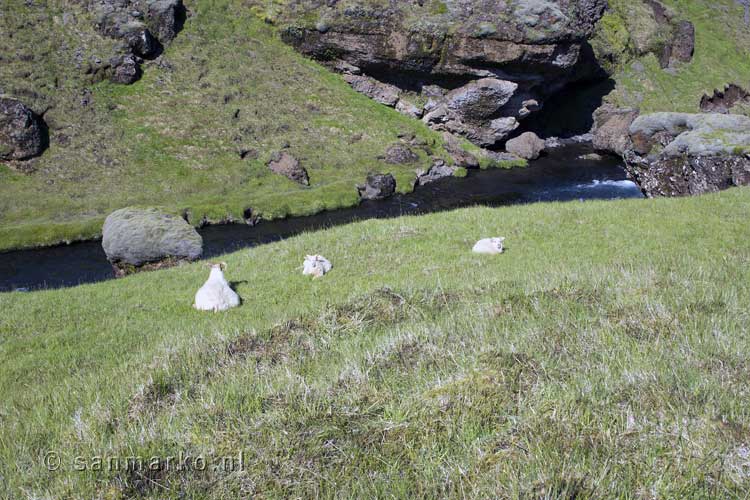 Schapen grazen op de weide bij Skógar in IJsland