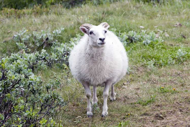 Een schaap langs het wandelpad door Skútustaðir bij Mývatn bij Reykjahlíð in IJsland