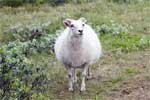 Een schaap langs het wandelpad door Skútustaðir bij Mývatn bij Reykjahlíð in IJsland