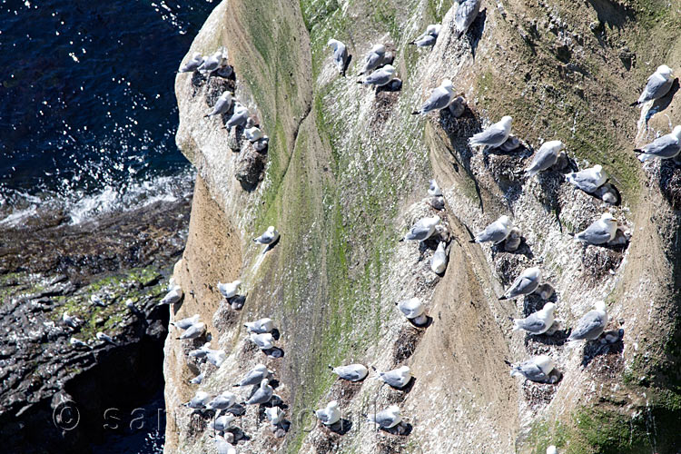 De steile rosten als woning gebruikt door meeuwen op Snæfellsnes
