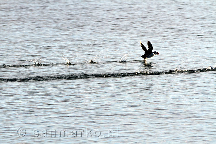 Take off van een papegaaiduiker op het water in de haven van Stykkishólmur