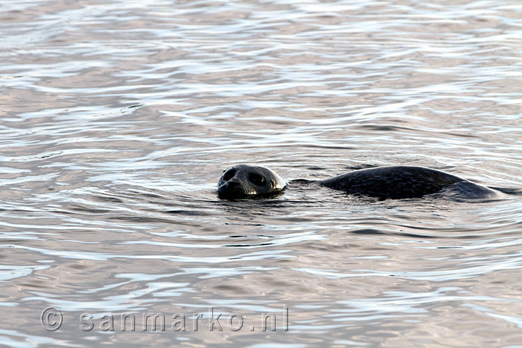 Deze ontzettend nieuwsgierige zeehond houdt ons nauwlettend in de gaten in de haven