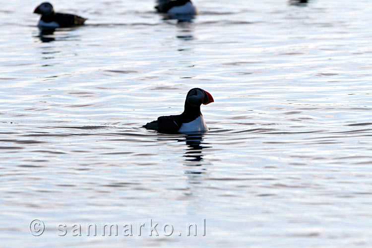 Papegaaiduikers in het avondlicht in de haven van Stykkishólmur op Snæfellsnes