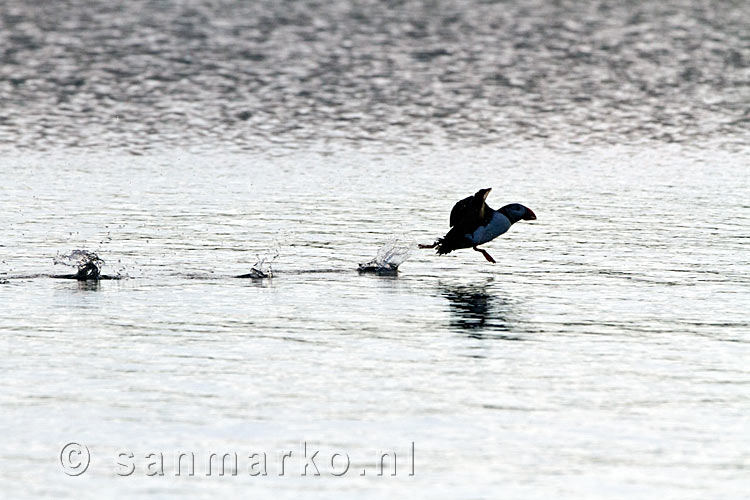 Al rennend over het water stijgen de papegaaiduikers op in de haven van Stykkishólmur