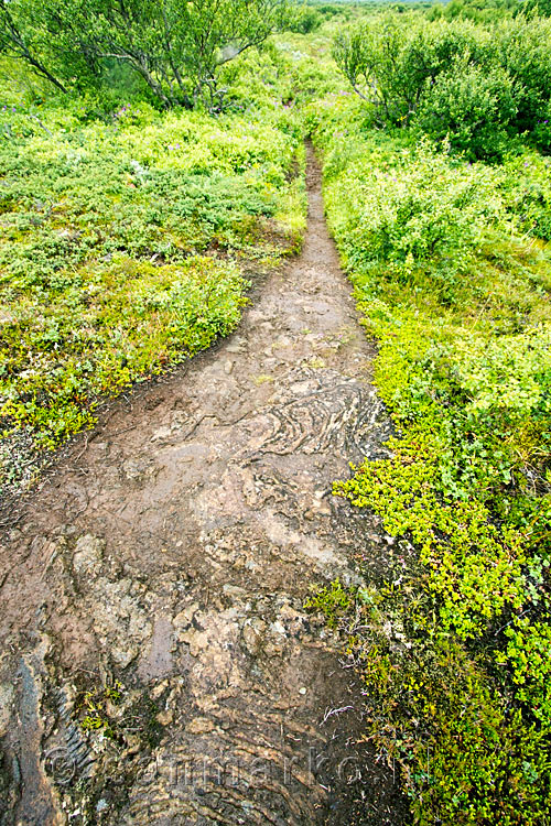 Wandelen over een lava wandelpad terug van Skógarkot naar Þingvellir in IJsland