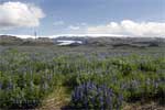 Bloeiende lupines voor de Mýrdalsjökull gletsjer in IJsland
