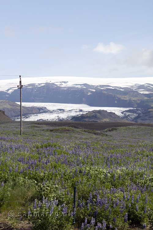 De Mýrdalsjökull gletsjer met een zee van lupines in IJsland