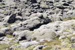 Met mos begroeide lava genaamd Eldhraun in IJsland