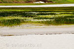 Onderweg door de Westfjorden van IJsland zien we velden vol met bloeiende Veenpluis