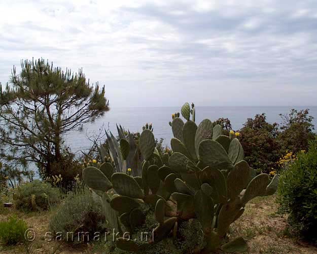 Cactus in Cinque Terre in Italië