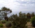 Cactus in Cinque Terre in Italië