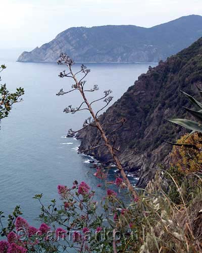 Agave in Cinque Terre in Toscane