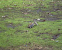 Eekhoorntje in St James's Park