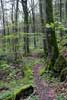 Wandelen door het bos van Fënnefter bij Berdorf in Luxemburg