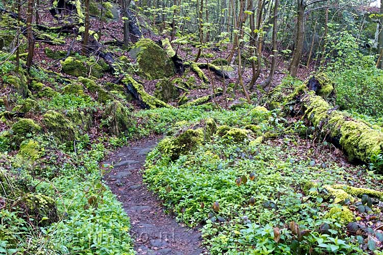 Het wandelpad door het Müllerthal over het Fred Welter Pad