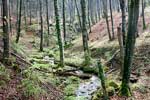 De bossen in het Müllerthal in Luxemburg