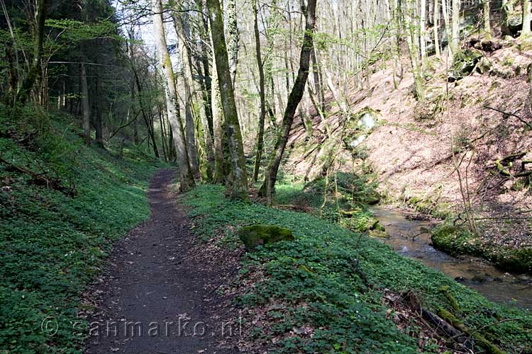 Het laatste stuk van onze wandeling over het Fred Welter Pad bij Berdorf in Luxemburg