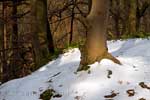 Een mooi bos bedekt onder de laatste sneeuw voor deze winter bij Larochette