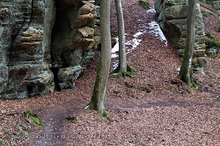 Een mooi bospad wisselt de kloven langs het Müllerthal Trail Extra Tour A af