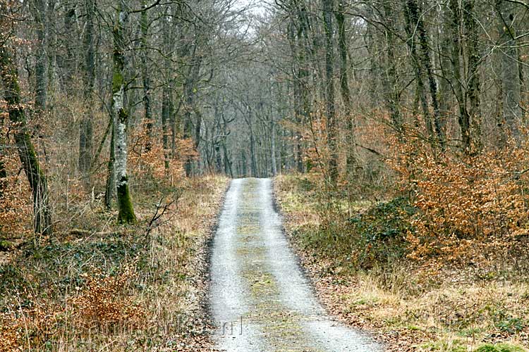 Vanaf dit punt wandel je een ontzettend mooi bos in bij Medernach in Luxemburg