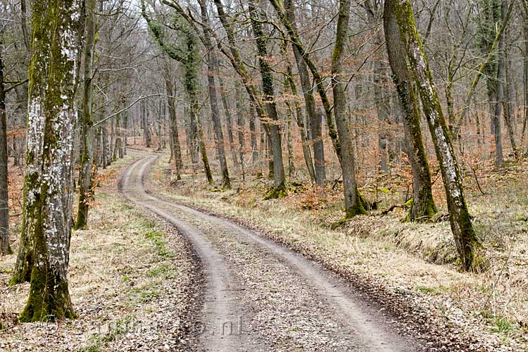 Het wandelpad door het bos bij Medernach over het Müllerthal Trail Extra Tour A