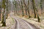 Het wandelpad door het bos bij Medernach over het Müllerthal Trail Extra Tour A