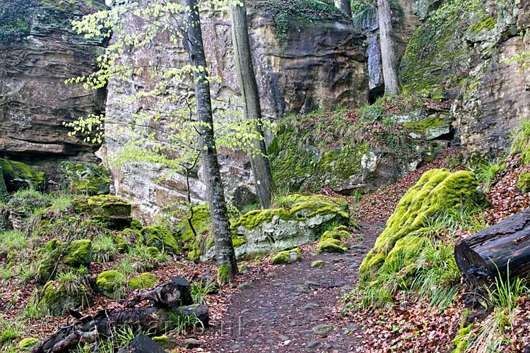 Wandelen over het Fred Welter Pad in het Müllerthal in Luxemburg