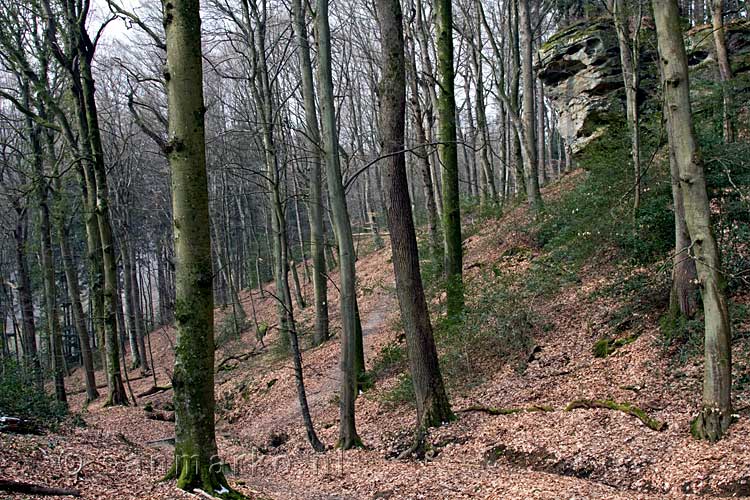 Het wandelpad door de mooie bossen bij Müllerthal in Luxemburg