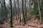 Het wandelpad door de mooie bossen bij Müllerthal in Luxemburg