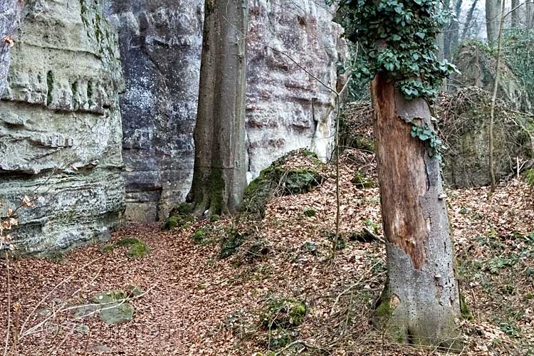 Grote bomen dichtbij de rotsen in de bossen bij Müllerthal in Luxemburg