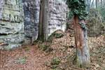 Grote bomen dichtbij de rotsen in de bossen bij Müllerthal in Luxemburg