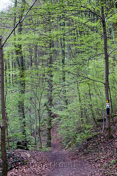 Wandelen door het bos van de Wolfsschlucht naar Echternach in Luxemburg
