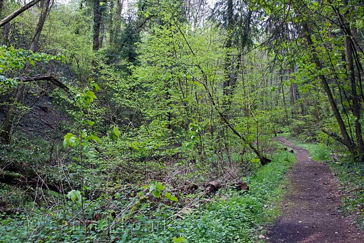 Het wandelpad langs de Aeschbach bij Echternach