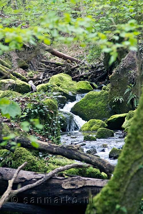 Het laatste mooie uitzicht op de Aeschbach bij Echternach in Luxemburg