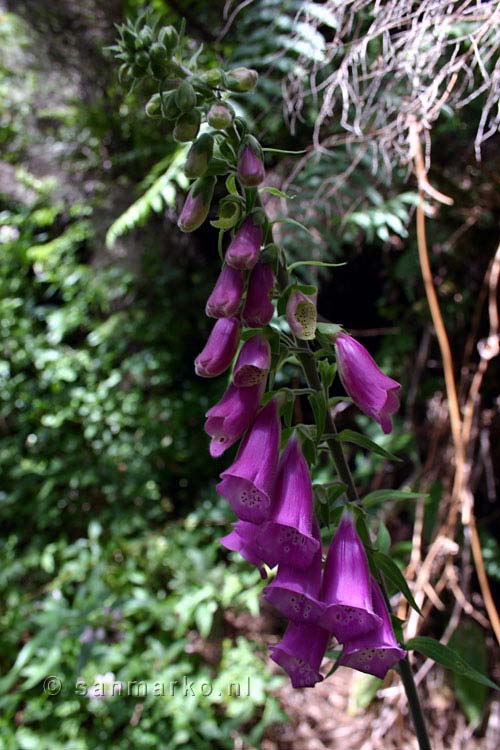 Vingerhoedskruid tijdens de wandeling bij Bica de Cana op Madeira