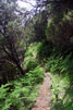 Het wandelpad door de varens bij Bica da Cana op Madeira