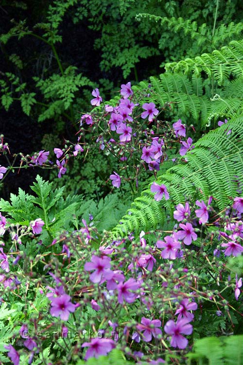 Paarse bloemetjes in de varens langs het wandelpad bij Bica de Cana op Madeira