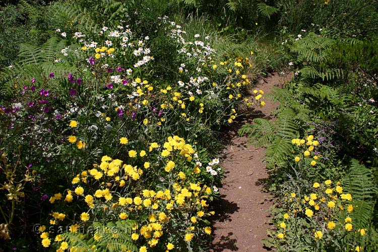 Bloemenzee tijdens de wandeling bij Bica de Cana op Madeira