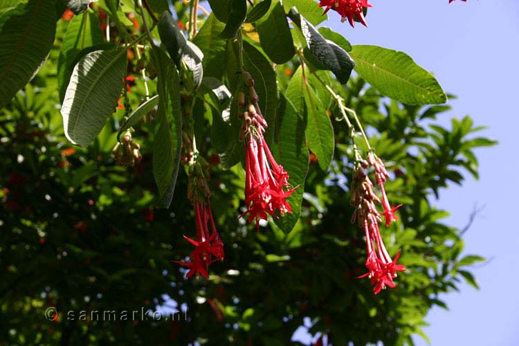 Een van de vele Fuchsia planten bij Boaventura op Madeira