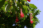 Een van de vele Fuchsia planten bij Boaventura op Madeira