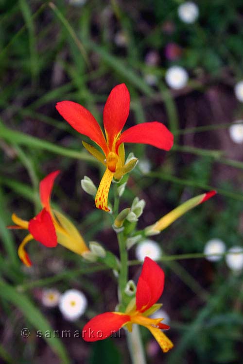 Een prachtige Canna indica tijdens het wandelen bij Boaventura op Madeira